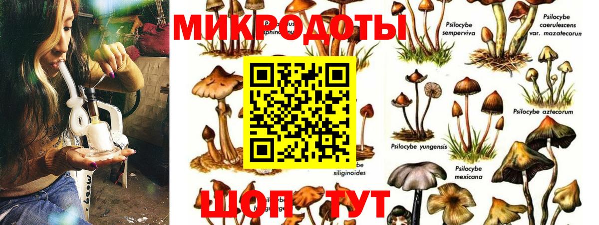 Псилоцибиновые грибы Psilocybe  Барабинск  Галлюциногенные грибы мухоморы 